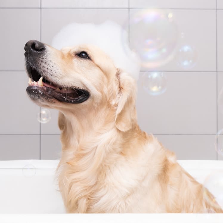Yellow dog in a bath.