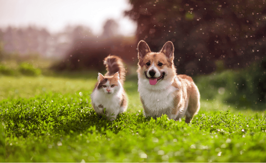 A kitty and a Corgie walking side by side in a field.