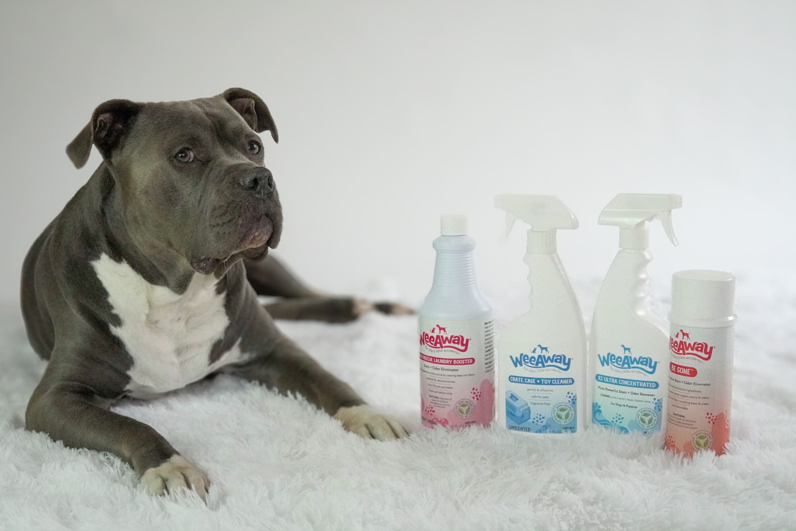Grey and white pit bull on white carpeting next to Wee Away cleaning products: Odor Rescue Laundry Booster, Crate Cage and Toy Cleaner, X2 Ultra Concentrated for Dogs, and a can of Be Gone spray.